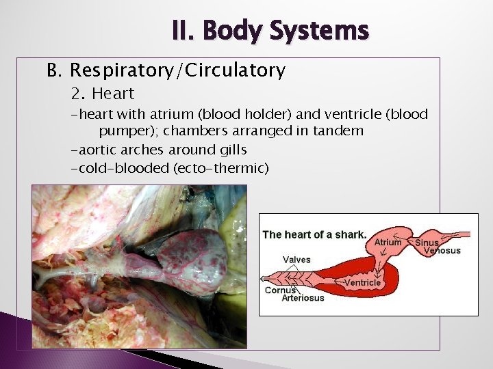 II. Body Systems B. Respiratory/Circulatory 2. Heart -heart with atrium (blood holder) and ventricle