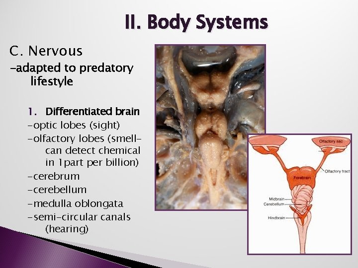 II. Body Systems C. Nervous -adapted to predatory lifestyle 1. Differentiated brain -optic lobes