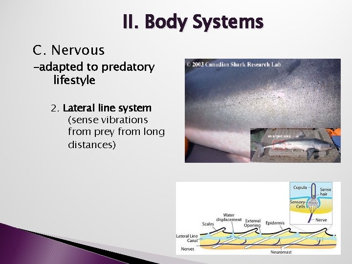 II. Body Systems C. Nervous -adapted to predatory lifestyle 2. Lateral line system (sense