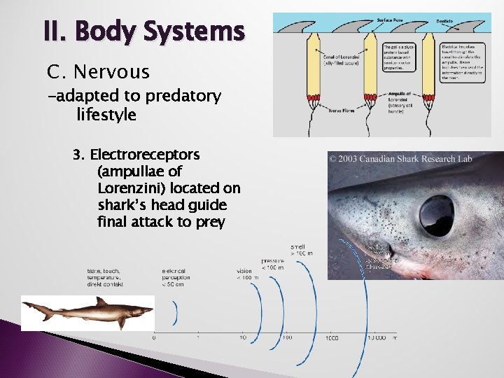 II. Body Systems C. Nervous -adapted to predatory lifestyle 3. Electroreceptors (ampullae of Lorenzini)
