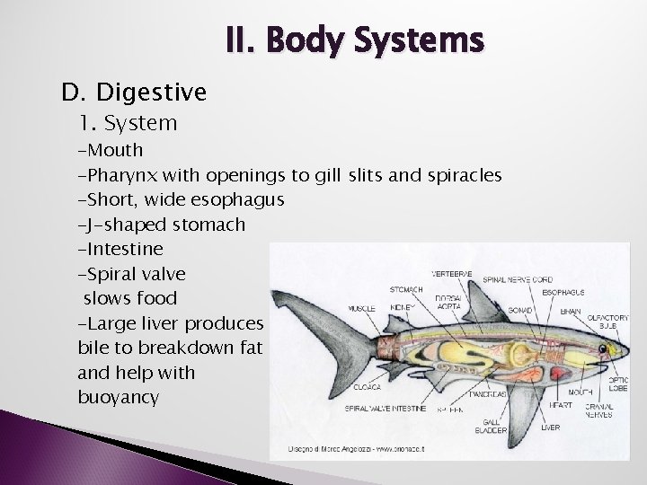 II. Body Systems D. Digestive 1. System -Mouth -Pharynx with openings to gill slits