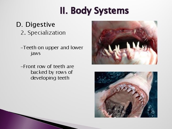 II. Body Systems D. Digestive 2. Specialization -Teeth on upper and lower jaws -Front