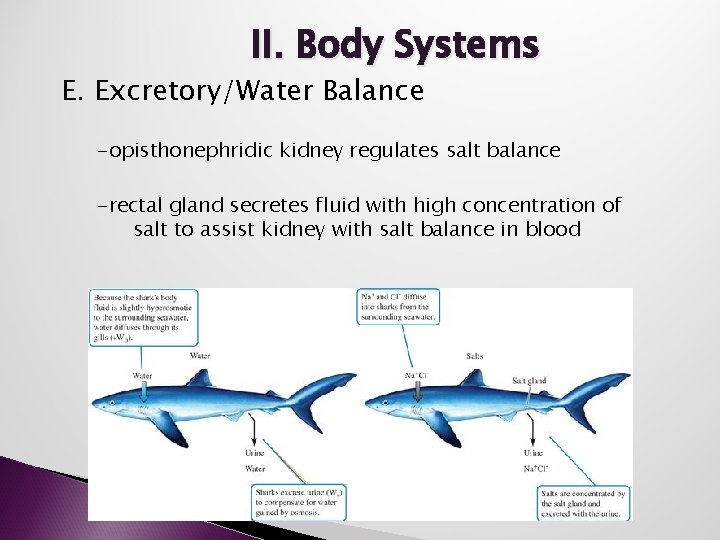 II. Body Systems E. Excretory/Water Balance -opisthonephridic kidney regulates salt balance -rectal gland secretes