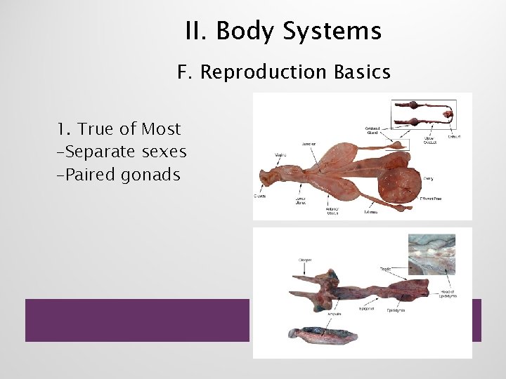 II. Body Systems F. Reproduction Basics 1. True of Most -Separate sexes -Paired gonads