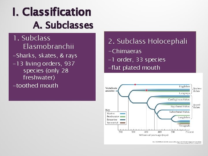 I. Classification A. Subclasses 1. Subclass Elasmobranchii -Sharks, skates, & rays -13 living orders,