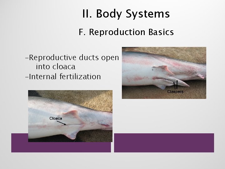 II. Body Systems F. Reproduction Basics -Reproductive ducts open into cloaca -Internal fertilization 