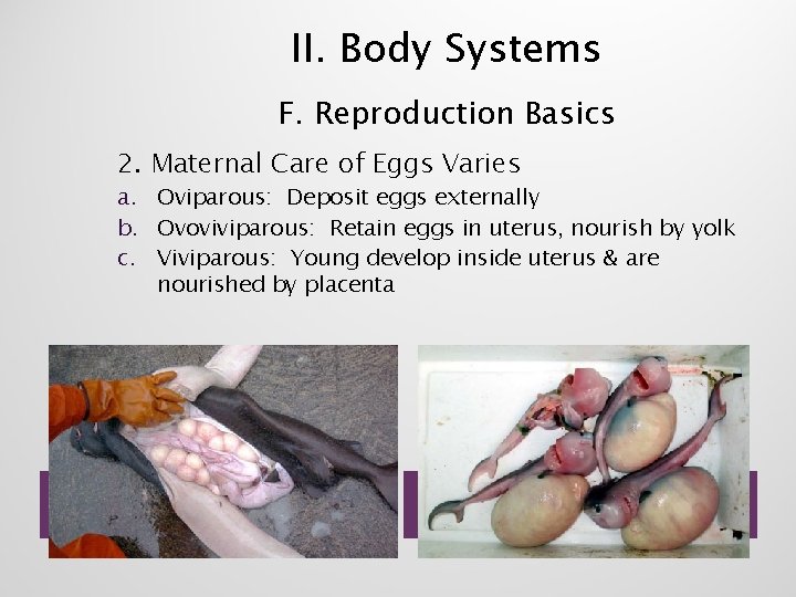 II. Body Systems F. Reproduction Basics 2. Maternal Care of Eggs Varies a. Oviparous: