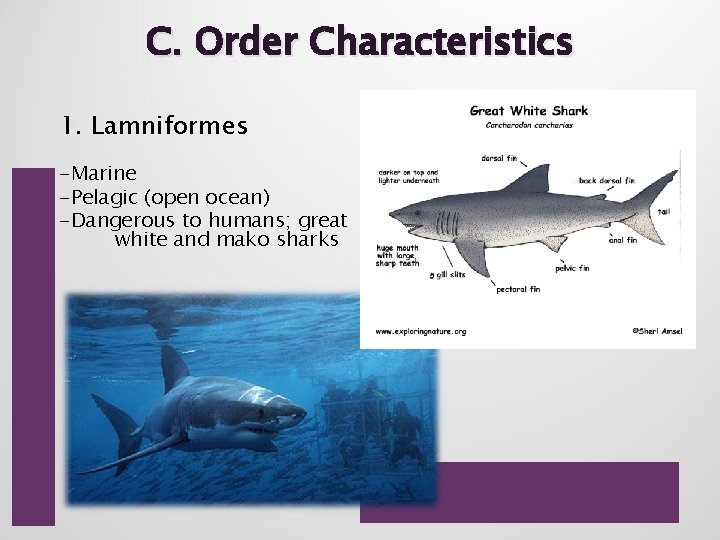 C. Order Characteristics 1. Lamniformes -Marine -Pelagic (open ocean) -Dangerous to humans; great white
