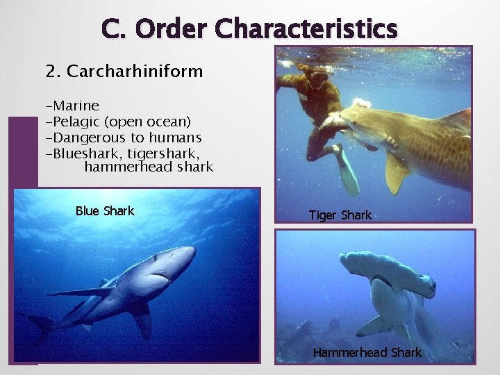 C. Order Characteristics 2. Carcharhiniform -Marine -Pelagic (open ocean) -Dangerous to humans -Blueshark, tigershark,