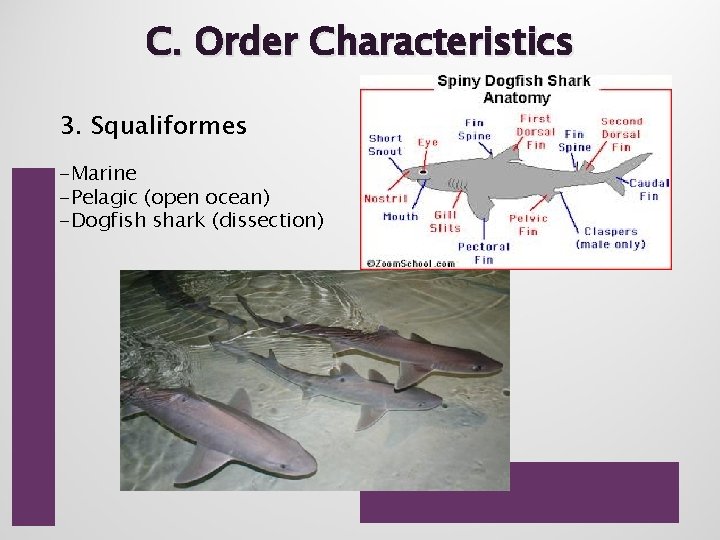 C. Order Characteristics 3. Squaliformes -Marine -Pelagic (open ocean) -Dogfish shark (dissection) 