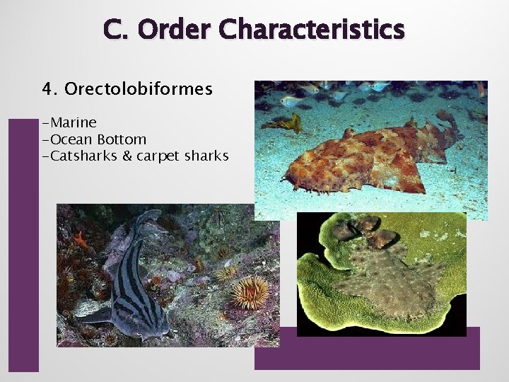 C. Order Characteristics 4. Orectolobiformes -Marine -Ocean Bottom -Catsharks & carpet sharks 