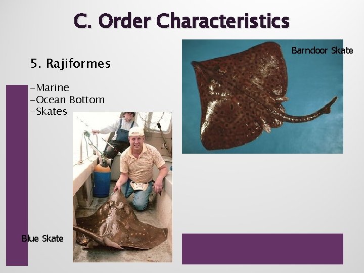 C. Order Characteristics 5. Rajiformes -Marine -Ocean Bottom -Skates Blue Skate Barndoor Skate 