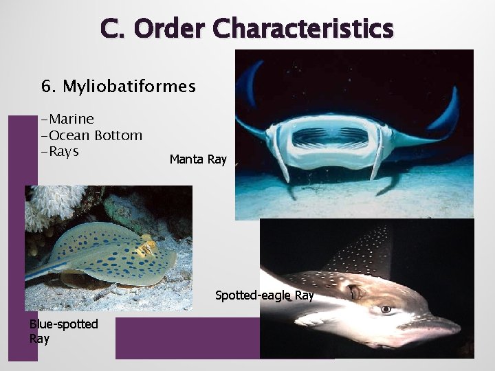 C. Order Characteristics 6. Myliobatiformes -Marine -Ocean Bottom -Rays Manta Ray Spotted-eagle Ray Blue-spotted