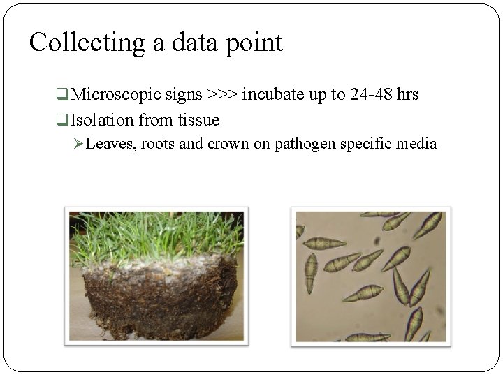 Collecting a data point q Microscopic signs >>> incubate up to 24 -48 hrs