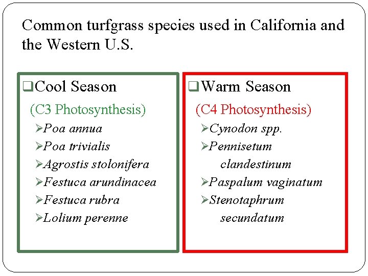 Common turfgrass species used in California and the Western U. S. q. Cool Season