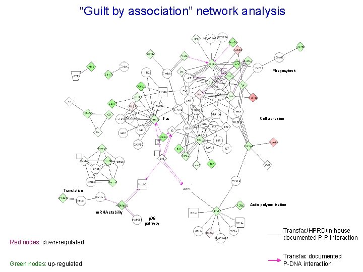 “Guilt by association” network analysis Phagocytosis Fas Cell adhesion Translation Actin polymerization m. RNA