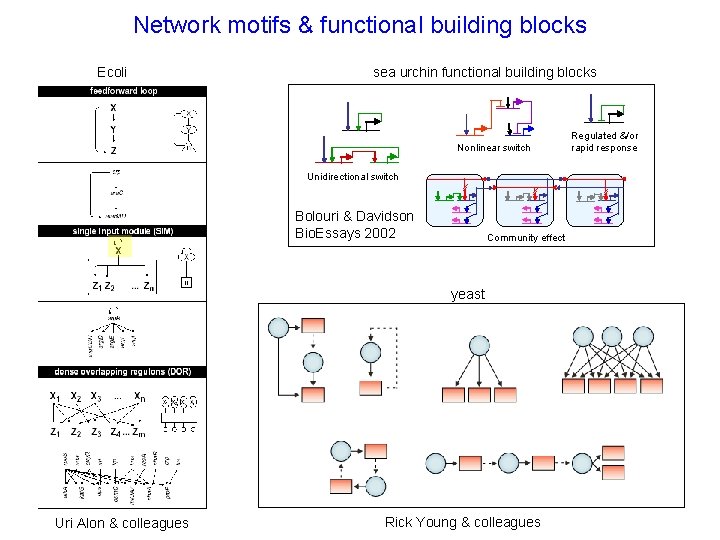 Network motifs & functional building blocks Ecoli sea urchin functional building blocks Nonlinear switch