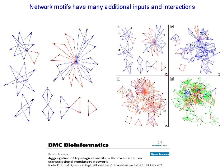Network motifs have many additional inputs and interactions 