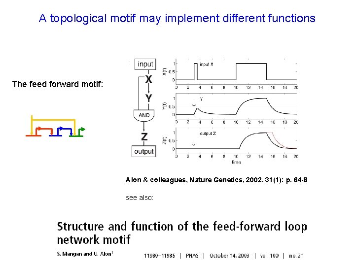 A topological motif may implement different functions The feed forward motif: Alon & colleagues,