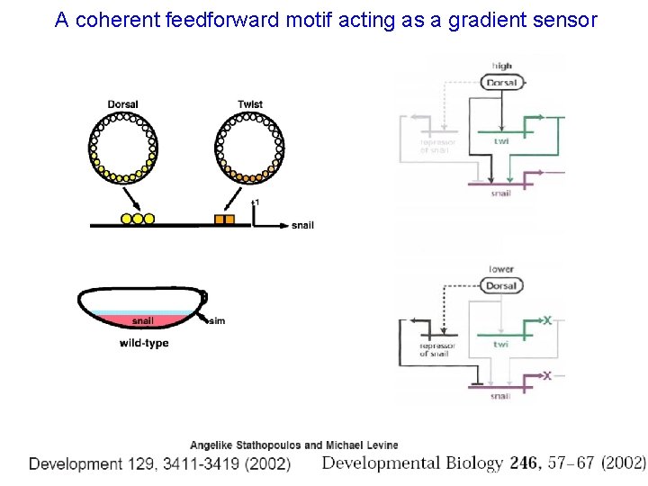 A coherent feedforward motif acting as a gradient sensor 