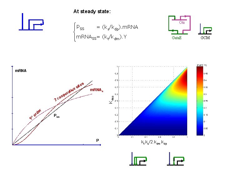 At steady state: PSS Otx = (ks/kdp). m. RNASS= (kt/kdm). Y Gata. E m.