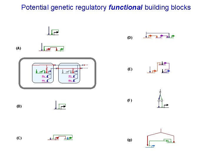 Potential genetic regulatory functional building blocks (D) (A) (E) (F) (B) (C) (g) 