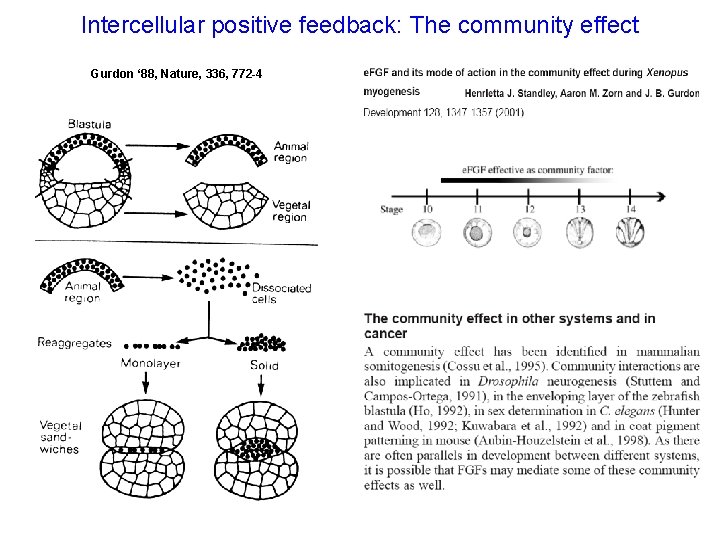 Intercellular positive feedback: The community effect Gurdon ‘ 88, Nature, 336, 772 -4 