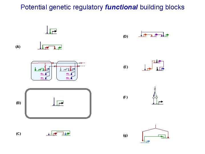 Potential genetic regulatory functional building blocks (D) (A) (E) (F) (B) (C) (g) 