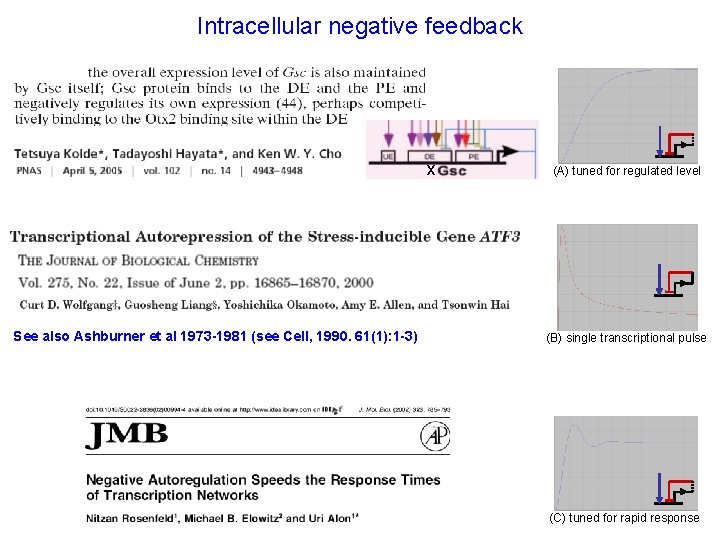 Intracellular negative feedback x See also Ashburner et al 1973 -1981 (see Cell, 1990.