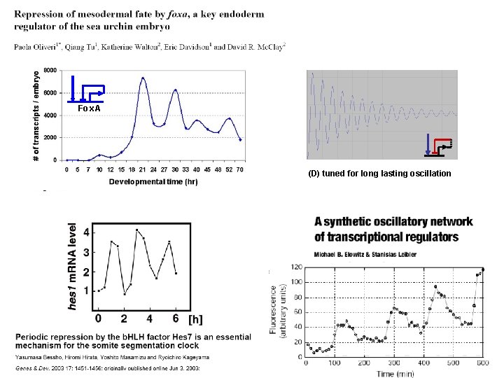 Fox. A (D) tuned for long lasting oscillation 