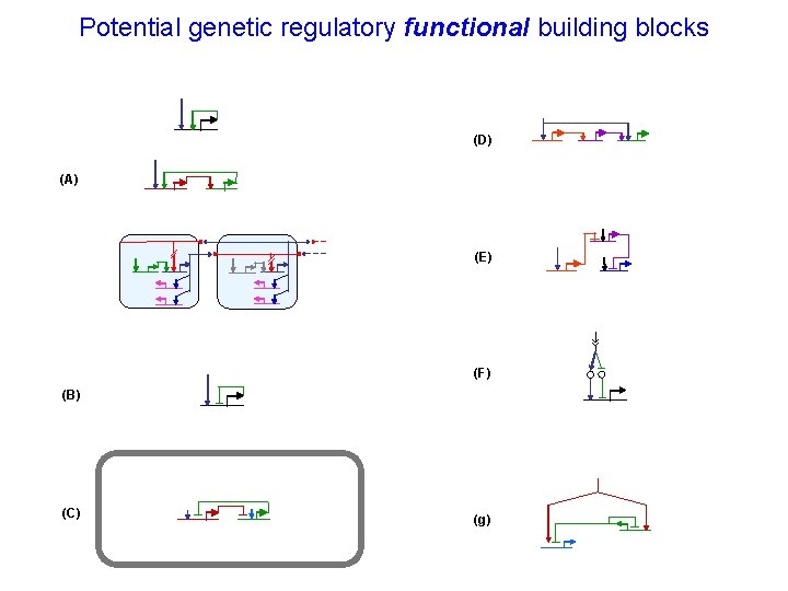 Potential genetic regulatory functional building blocks (D) (A) (E) (F) (B) (C) (g) 