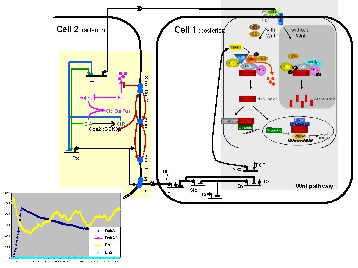 Cell 2 (anterior) Cell 1 (posterior) Su(Fu) Fu Smo: : Cos 2 Wnt Ci: