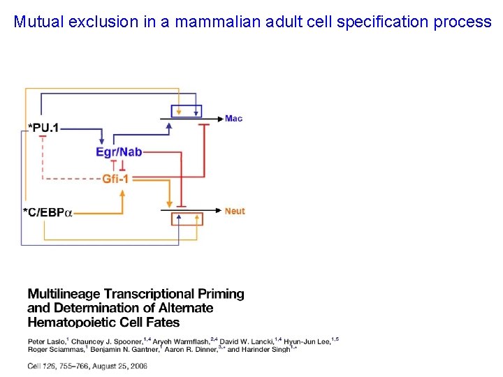 Mutual exclusion in a mammalian adult cell specification process 