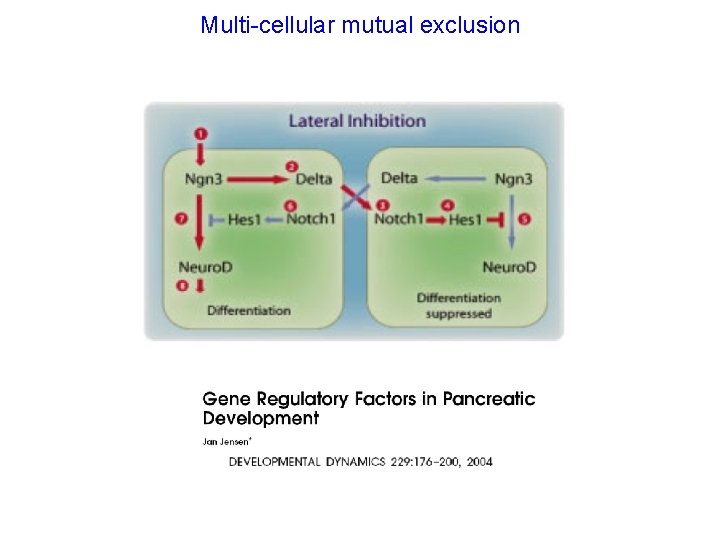 Multi-cellular mutual exclusion 