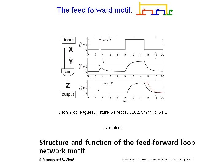 The feed forward motif: Alon & colleagues, Nature Genetics, 2002. 31(1): p. 64 -8
