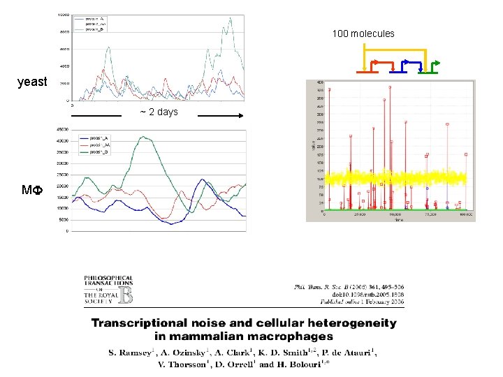 100 molecules yeast ~ 2 days MF 