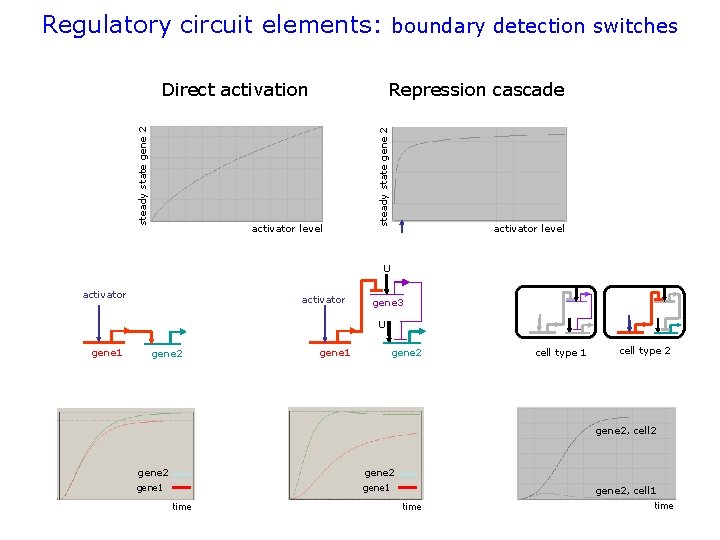 Regulatory circuit elements: boundary detection switches Repression cascade activator level steady state gene 2