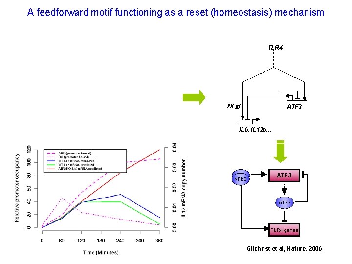 A feedforward motif functioning as a reset (homeostasis) mechanism TLR 4 NFk. B ATF