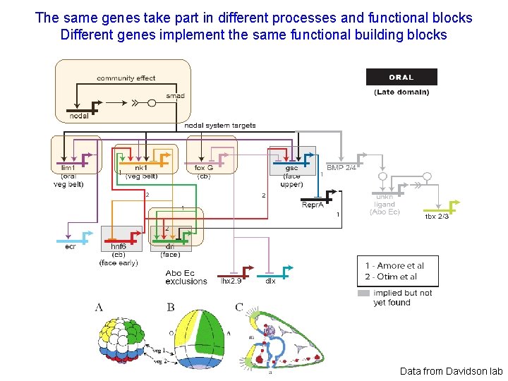 The same genes take part in different processes and functional blocks Different genes implement