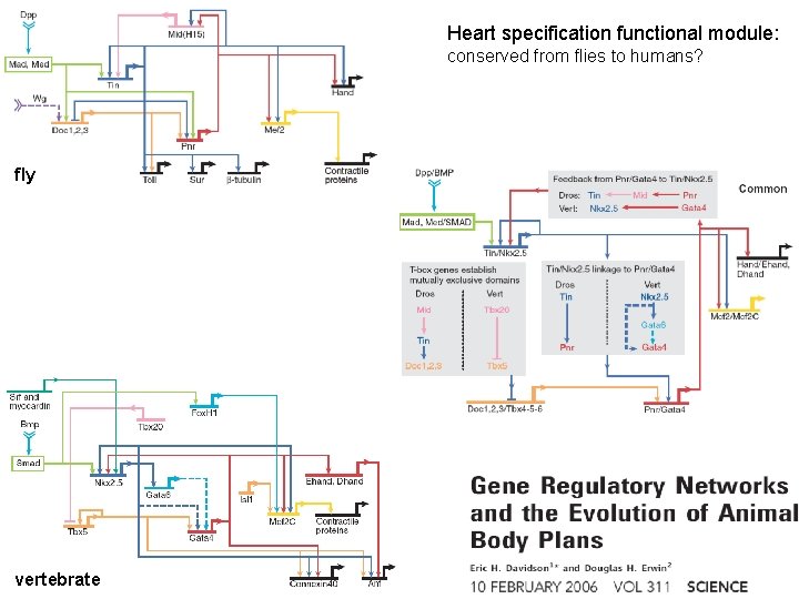 Heart specification functional module: conserved from flies to humans? fly vertebrate 