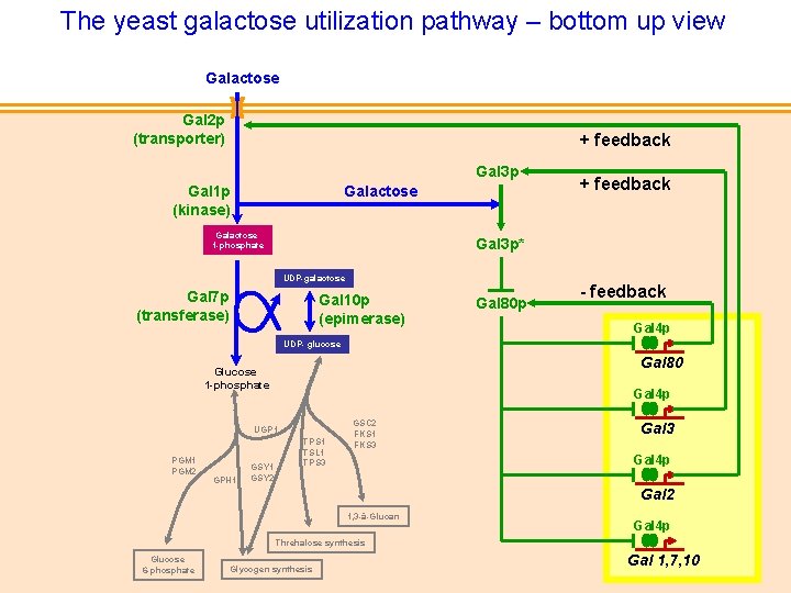 The yeast galactose utilization pathway – bottom up view Galactose Gal 2 p (transporter)
