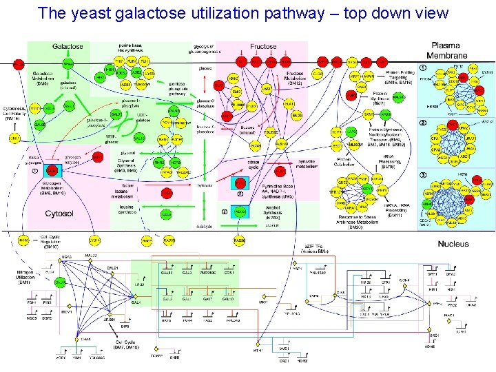 The yeast galactose utilization pathway – top down view 