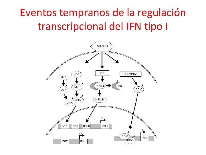 Eventos tempranos de la regulación transcripcional del IFN tipo I 
