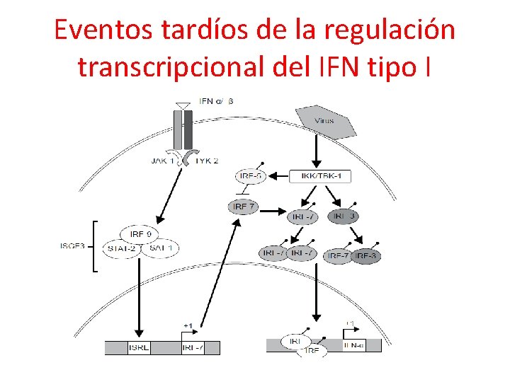 Eventos tardíos de la regulación transcripcional del IFN tipo I 