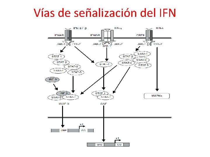 Vías de señalización del IFN 