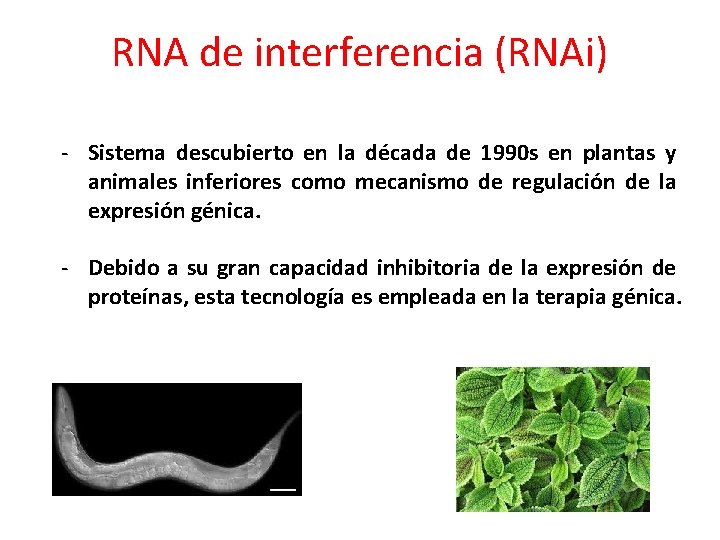 RNA de interferencia (RNAi) - Sistema descubierto en la década de 1990 s en