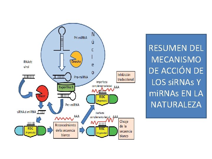 ds. RNA si. RNA RESUMEN DEL MECANISMO DE ACCIÓN DE LOS si. RNAs Y