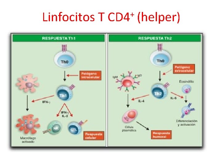 Linfocitos T + CD 4 (helper) 