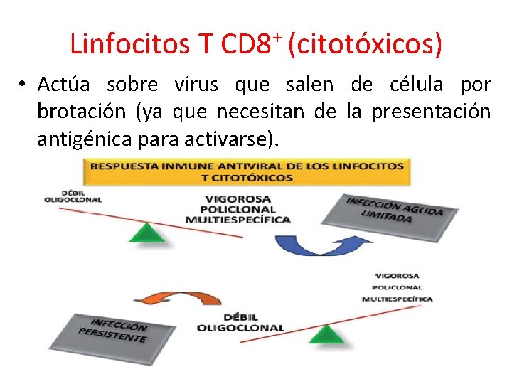 Linfocitos T CD 8+ (citotóxicos) • Actúa sobre virus que salen de célula por