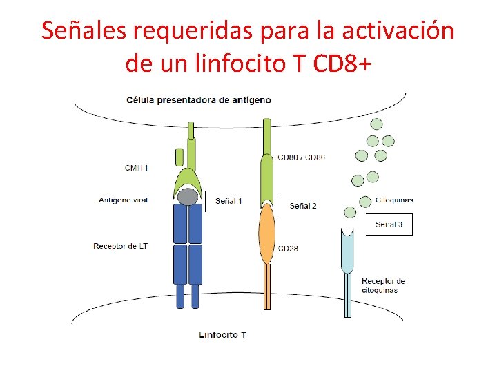 Señales requeridas para la activación de un linfocito T CD 8+ 